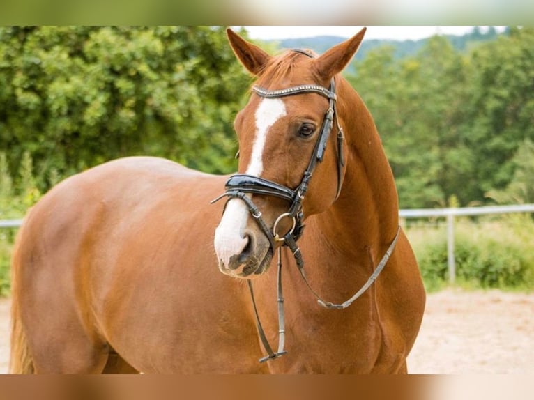 Hannover Castrone 14 Anni 168 cm Sauro in Osburg