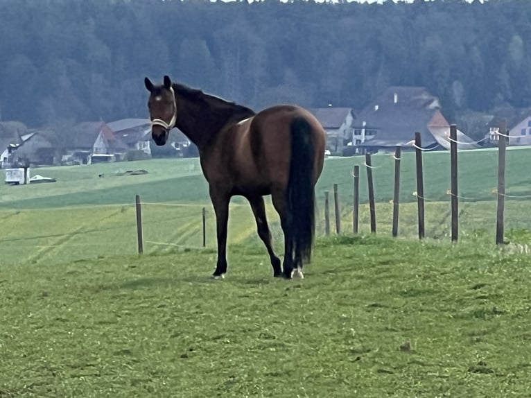 Hannover Castrone 14 Anni 169 cm Baio in KlettgauB&#xFC;hl
