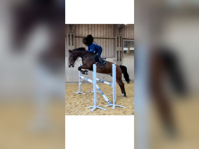 Hannover Castrone 14 Anni 169 cm Baio in KlettgauB&#xFC;hl