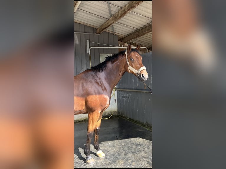 Hannover Castrone 14 Anni 169 cm Baio in KlettgauB&#xFC;hl