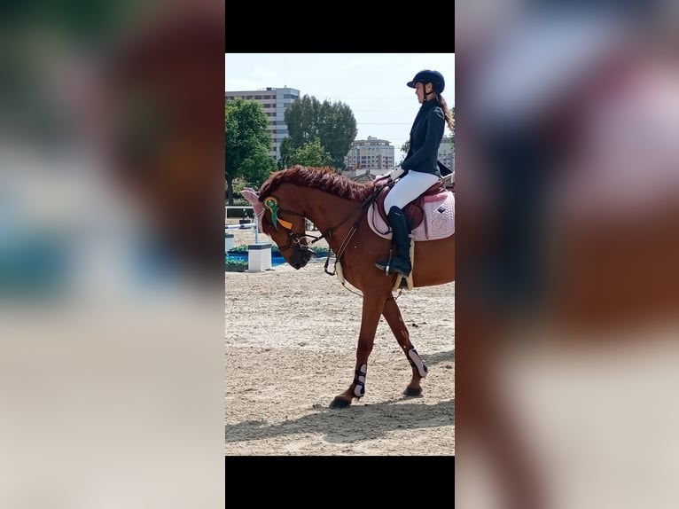Hannover Mix Castrone 14 Anni 169 cm Sauro in Bormujos
