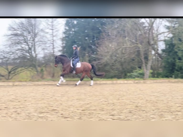 Hannover Castrone 14 Anni 170 cm Baio in Bonn