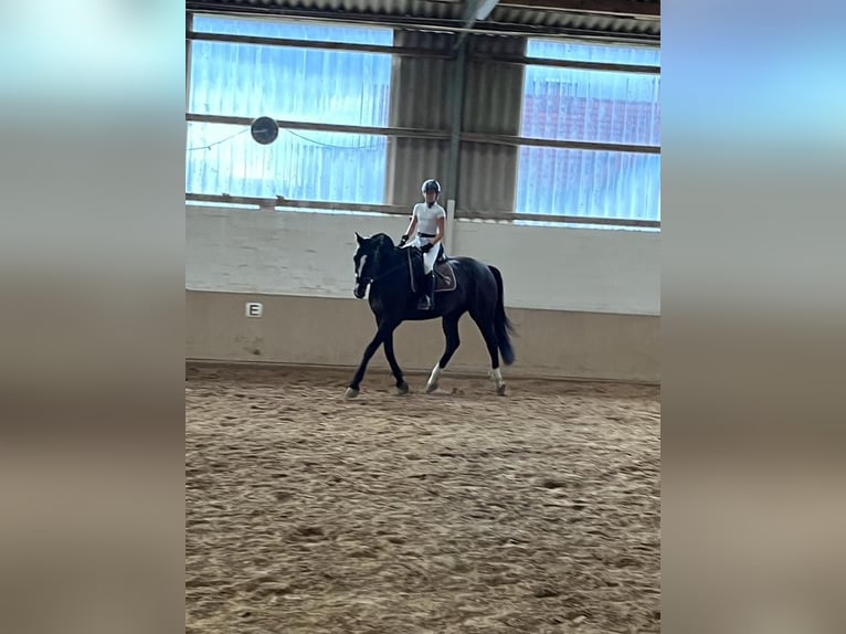 Hannover Castrone 14 Anni 170 cm Baio scuro in Winsen (Aller)