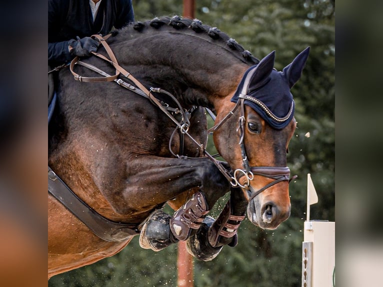 Hannover Castrone 14 Anni 170 cm Baio scuro in Rheinbach