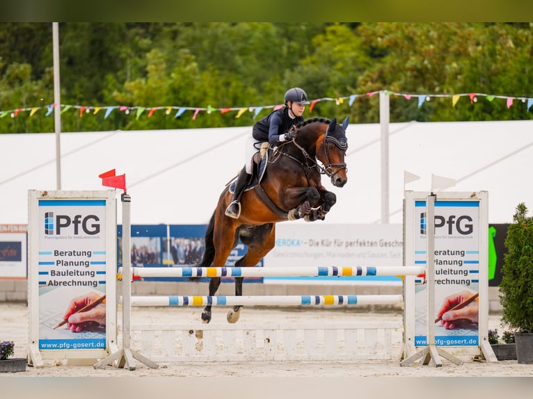 Hannover Castrone 14 Anni 170 cm Baio scuro in Rheinbach