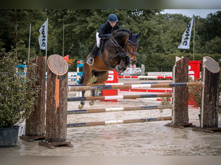 Hannover Castrone 14 Anni 170 cm Baio scuro in Rheinbach