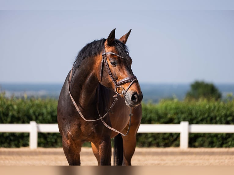 Hannover Castrone 14 Anni 170 cm Baio scuro in Rheinbach