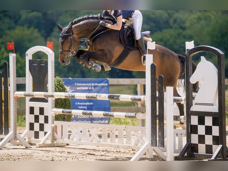 Hannover Castrone 14 Anni 170 cm Baio scuro in Rheinbach