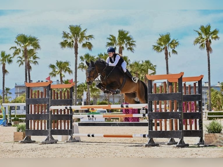 Hannover Castrone 14 Anni 170 cm Baio scuro in Rheinbach