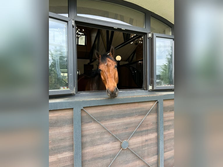 Hannover Castrone 14 Anni 170 cm Baio scuro in kronenberg