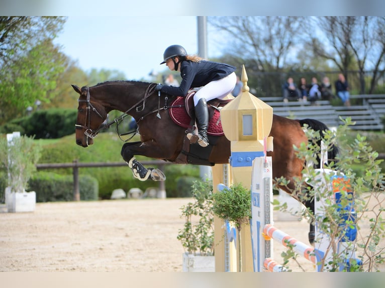 Hannover Castrone 14 Anni 170 cm Baio scuro in kronenberg