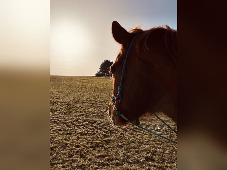Hannover Castrone 14 Anni 170 cm Sauro in Bad Laasphe