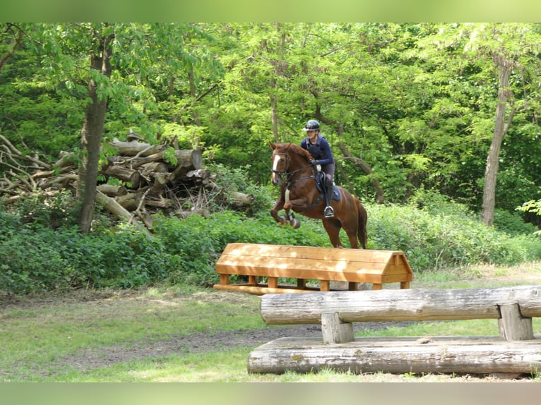 Hannover Castrone 14 Anni 170 cm Sauro in Lindlar