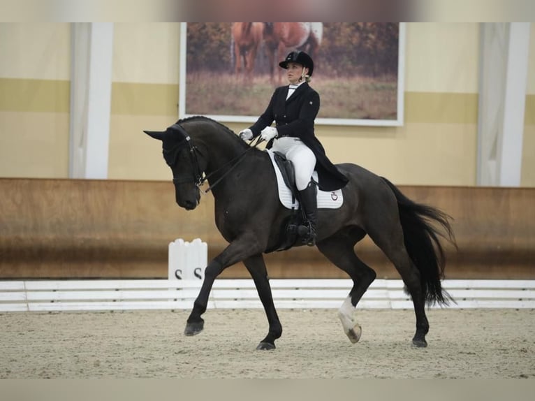 Hannover Castrone 14 Anni 171 cm Morello in Kaarst