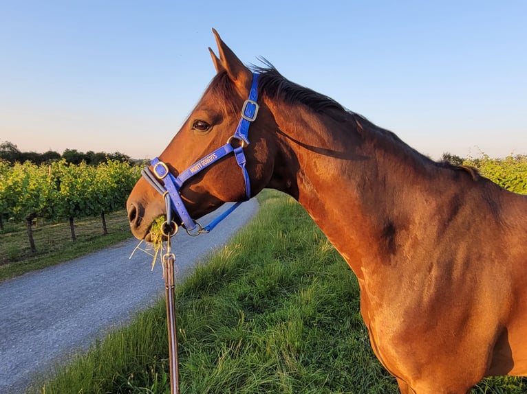 Hannover Castrone 14 Anni 173 cm Baio in Wiesloch