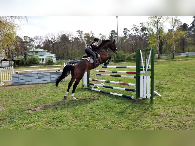 Hannover Castrone 14 Anni 173 cm Baio in Wiesloch