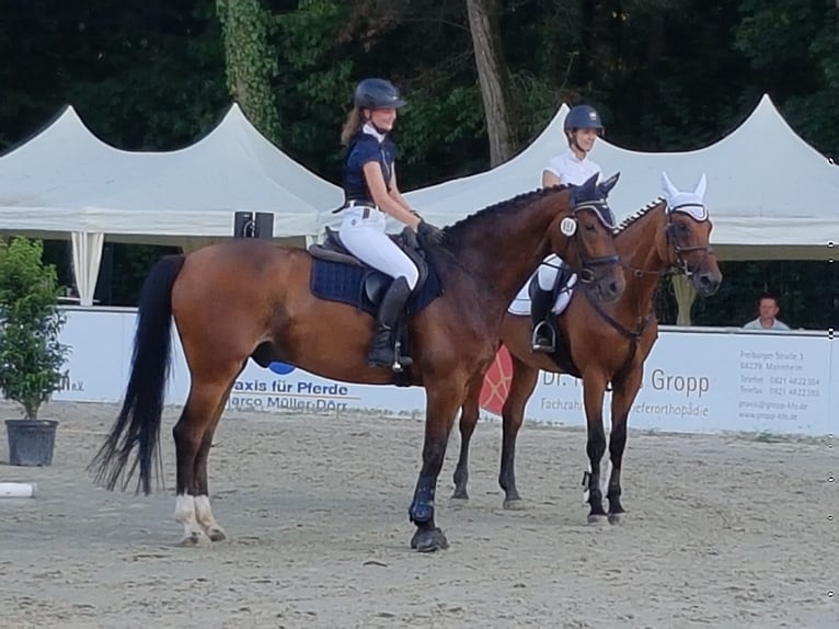 Hannover Castrone 14 Anni 173 cm Baio in Wiesloch