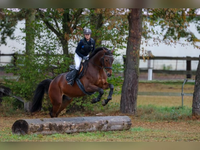 Hannover Castrone 14 Anni 173 cm Baio in Wiesloch