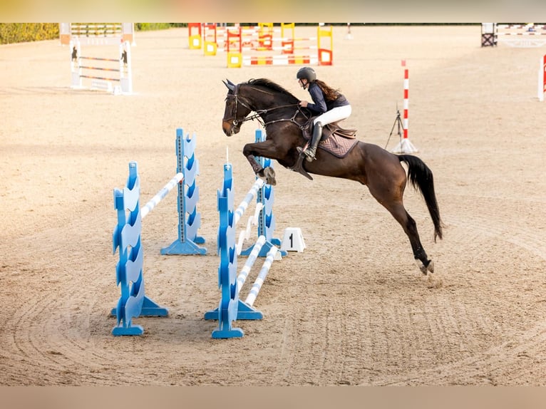 Hannover Castrone 14 Anni 174 cm Baio scuro in Borges Del Camp, Les