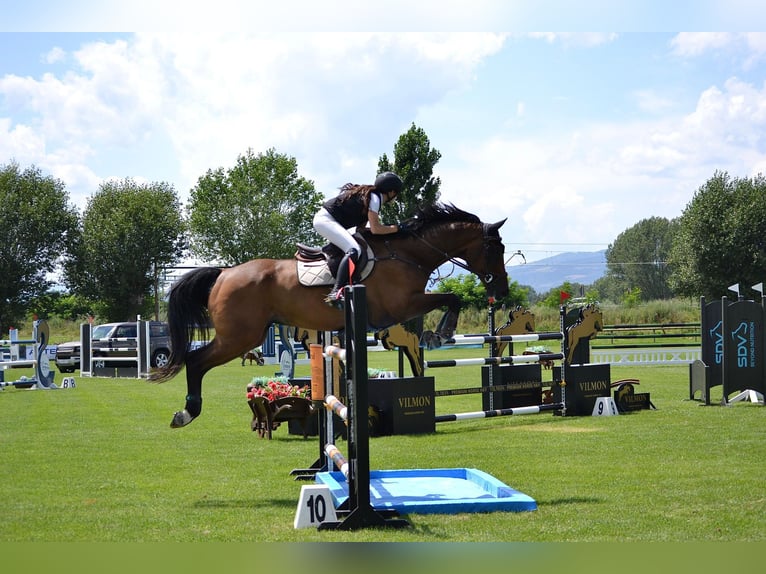 Hannover Castrone 14 Anni 174 cm Baio scuro in Borges Del Camp, Les