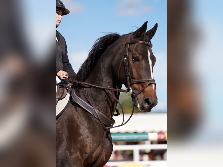 Hannover Castrone 14 Anni 174 cm Baio scuro in Borges Del Camp, Les