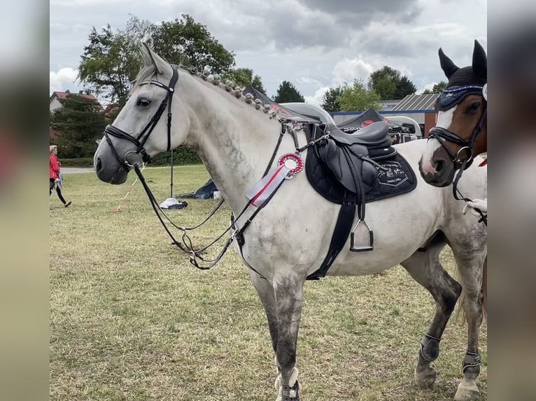 Hannover Castrone 14 Anni 174 cm Grigio in Müden (Aller)