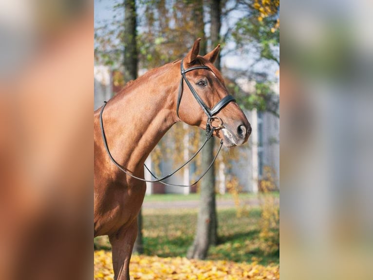 Hannover Castrone 14 Anni 174 cm Sauro scuro in Riga