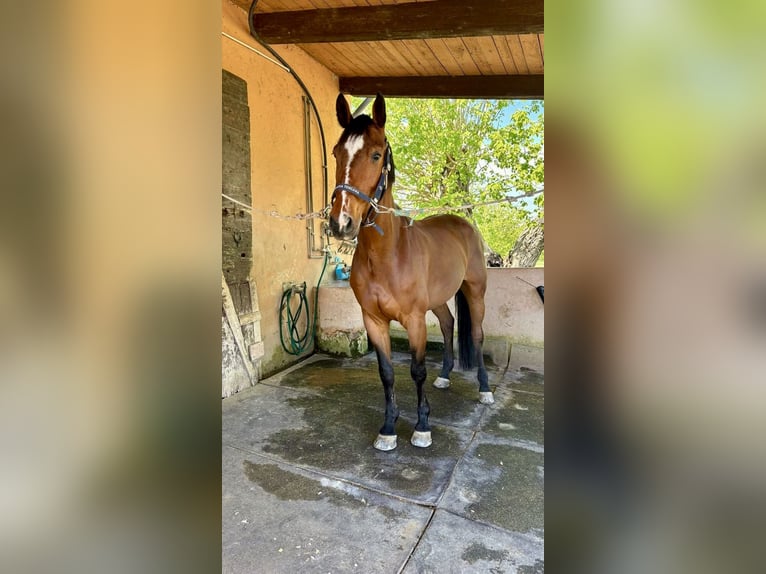 Hannover Castrone 14 Anni 175 cm Baio in Roma