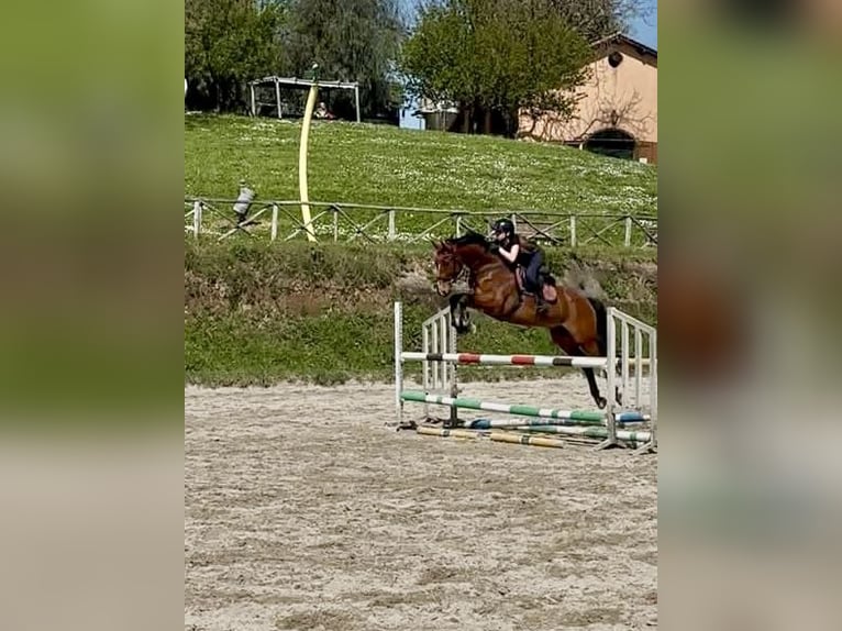 Hannover Castrone 14 Anni 175 cm Baio in Roma