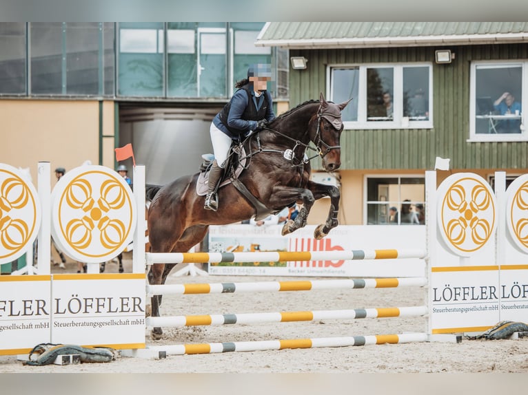 Hannover Castrone 14 Anni 175 cm Baio scuro in Gera