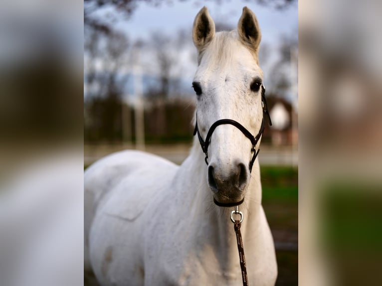 Hannover Castrone 14 Anni 175 cm Grigio in Werne