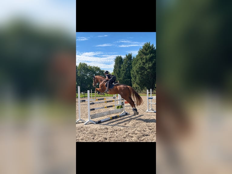 Hannover Castrone 14 Anni 175 cm Sauro in Spelle