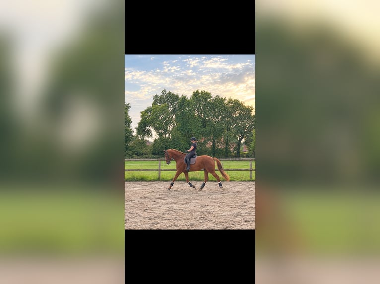 Hannover Castrone 14 Anni 175 cm Sauro in Spelle