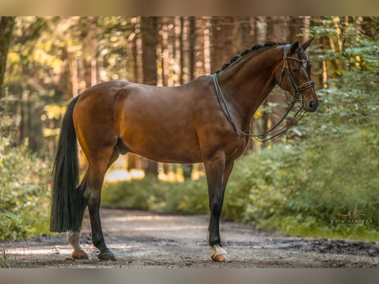 Hannover Castrone 14 Anni 176 cm Baio scuro in Wehringen