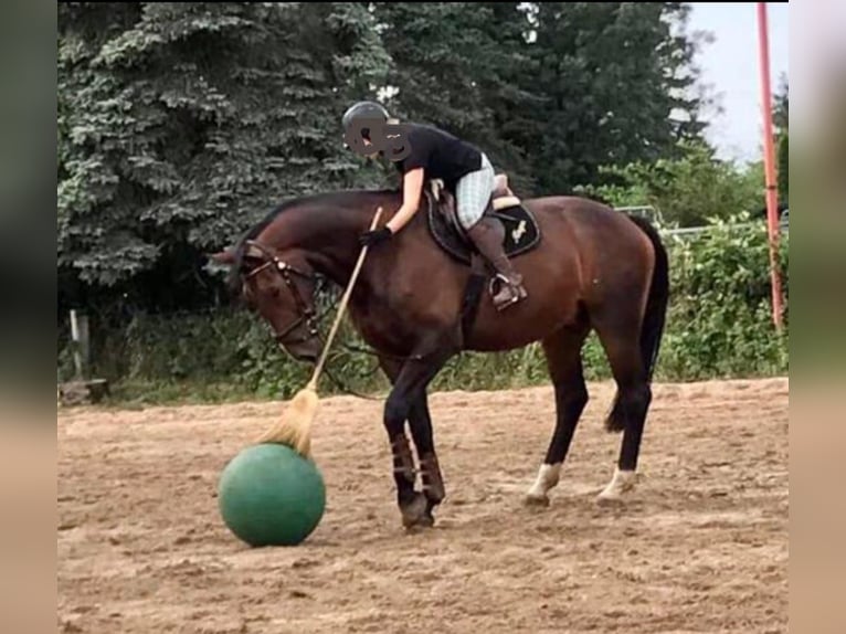 Hannover Castrone 14 Anni 180 cm Baio scuro in Schillerslage-Burgdorf