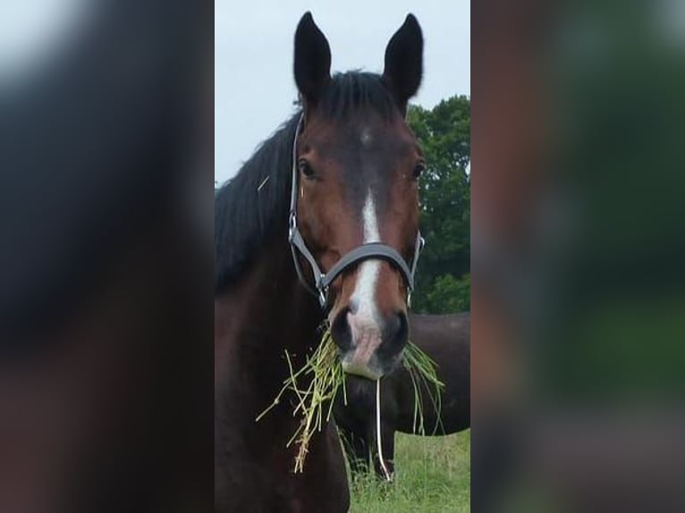 Hannover Castrone 14 Anni 180 cm Baio scuro in Schillerslage-Burgdorf