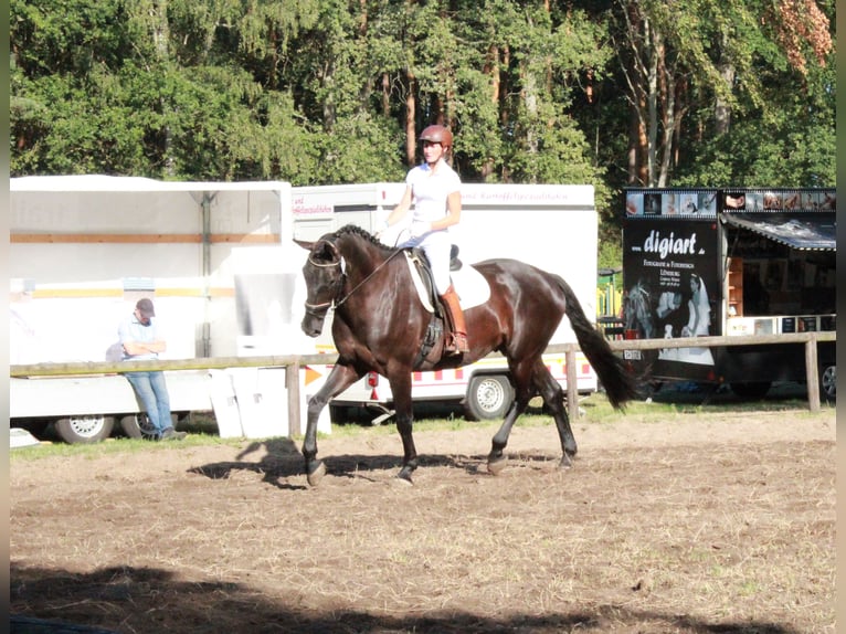 Hannover Castrone 14 Anni 182 cm Morello in Salzhausen