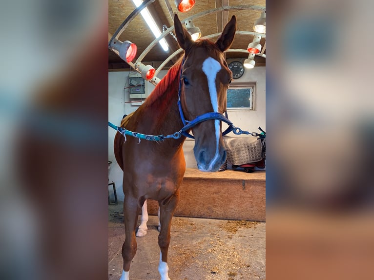 Hannover Castrone 14 Anni 182 cm Sauro in München