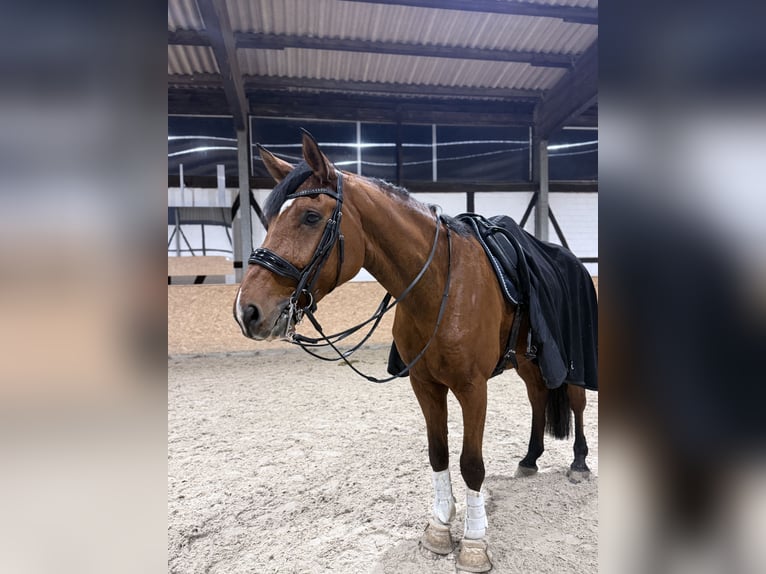 Hannover Castrone 14 Anni 183 cm Baio chiaro in Wolfenbüttel