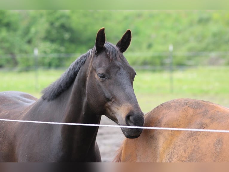 Hannover Castrone 15 Anni 157 cm Morello in Norderstedt