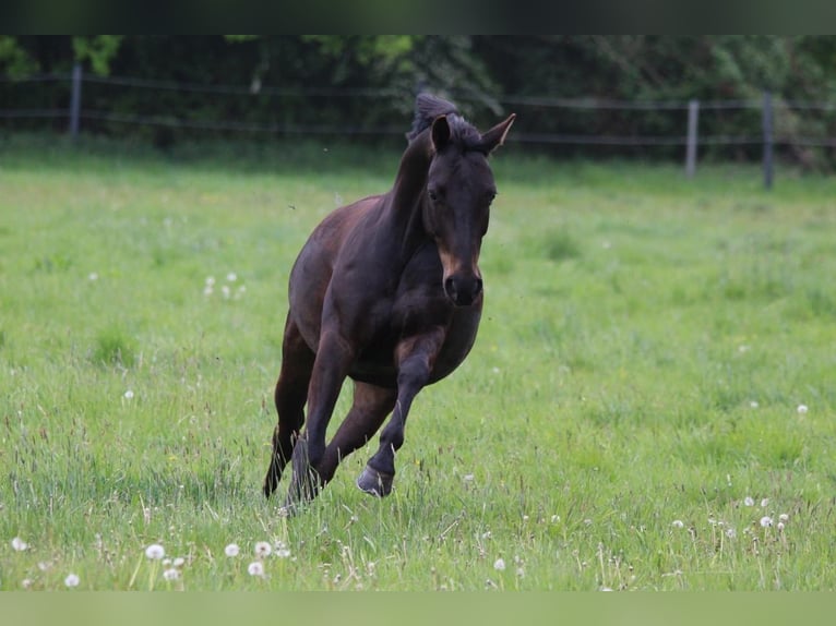 Hannover Castrone 15 Anni 157 cm Morello in Norderstedt