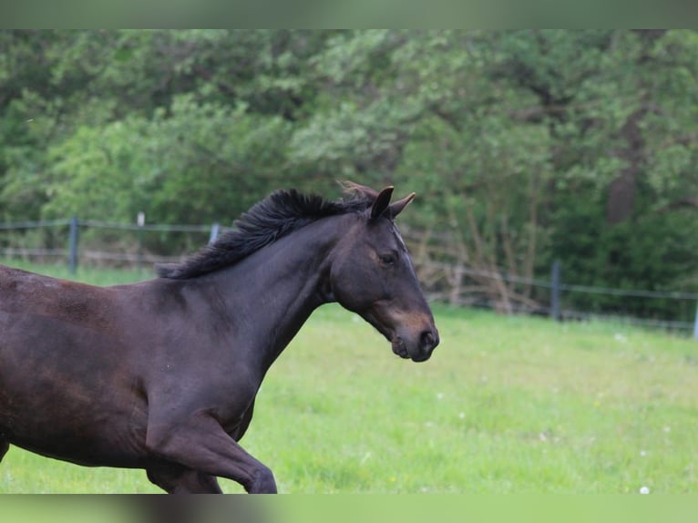 Hannover Castrone 15 Anni 157 cm Morello in Norderstedt
