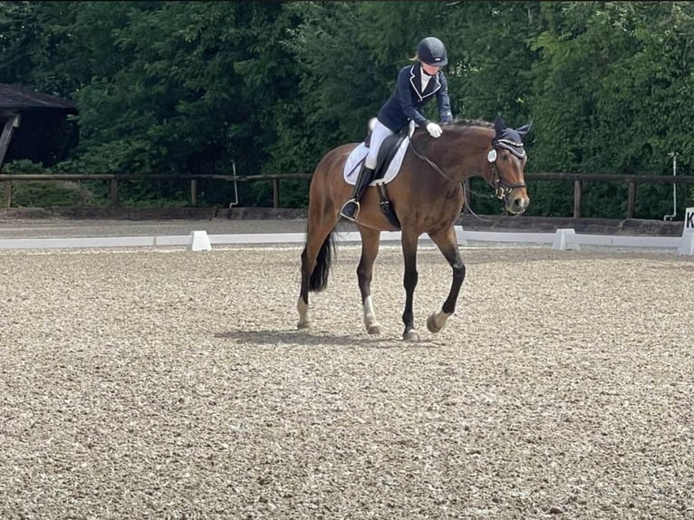 Hannover Castrone 15 Anni 162 cm Baio in Schömberg