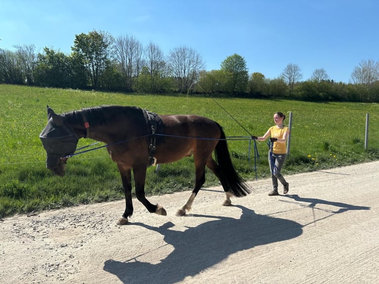 Hannover Castrone 15 Anni 162 cm Baio in Schömberg