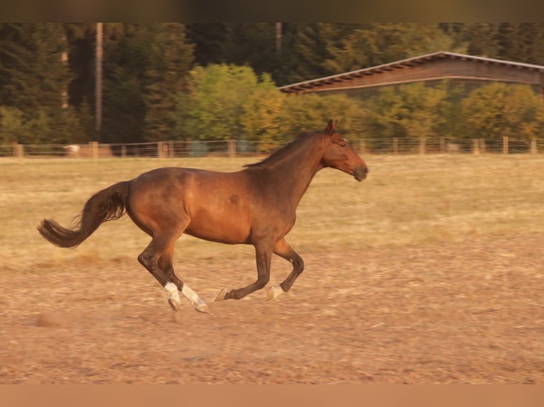 Hannover Castrone 15 Anni 162 cm Baio in Schömberg