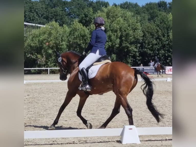 Hannover Castrone 15 Anni 165 cm Baio ciliegia in Bawinkel