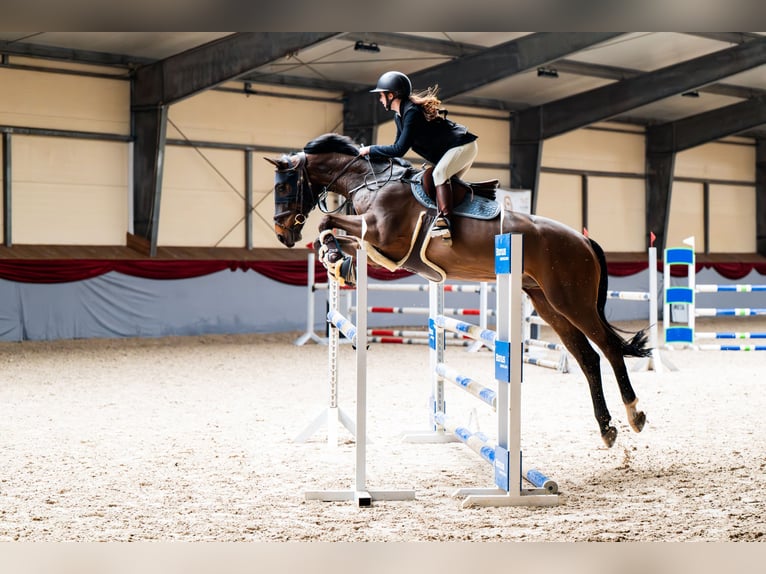 Hannover Castrone 15 Anni 165 cm Baio scuro in Brzeszcze