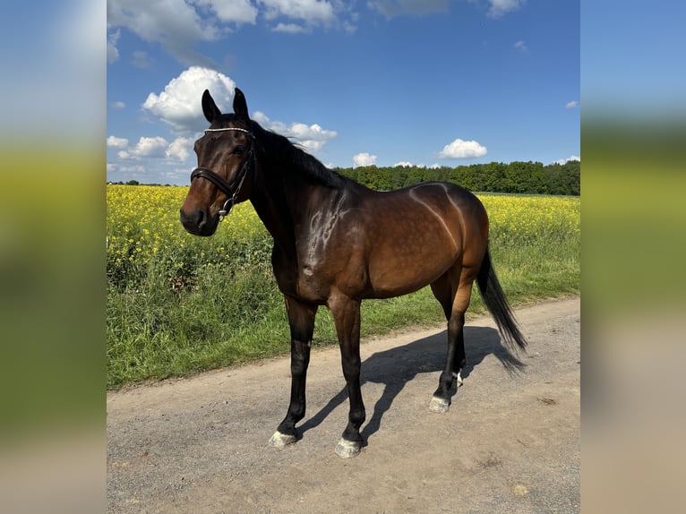 Hannover Castrone 15 Anni 165 cm Baio scuro in Berthelsdorf