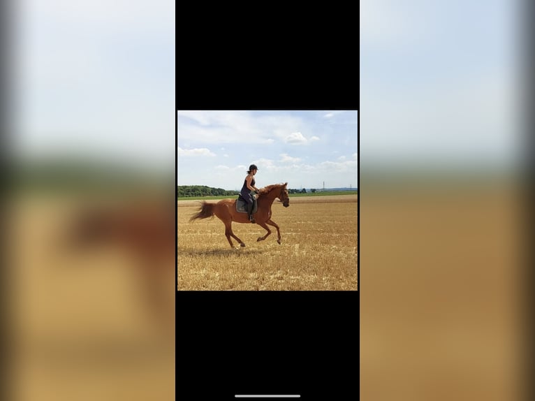 Hannover Castrone 15 Anni 165 cm Sauro in Frankfurt am Main