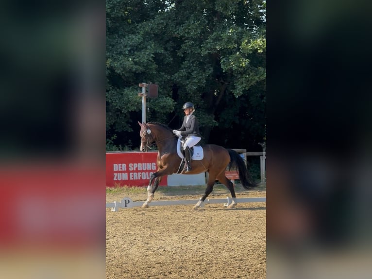 Hannover Castrone 15 Anni 167 cm Baio scuro in Fleckeby